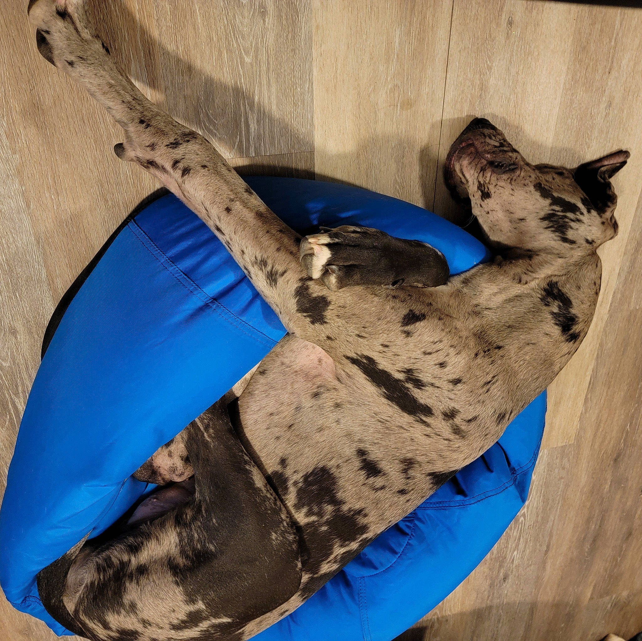 Rue is registered to the contest to win money with this photo: adventure, art, denim, electric_blue, fashion_accessory, gesture, glove, helmet, human_leg, leisure, personal_protective_equipment, recreation, rock, rope, soil, tree, trunk, visual_arts, wood