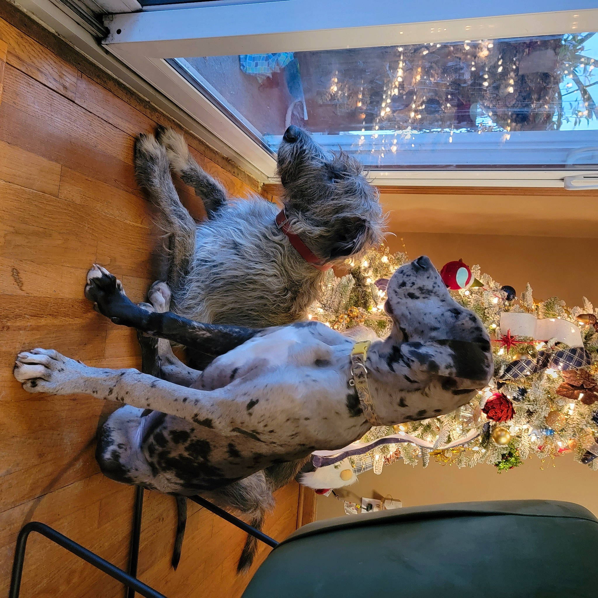 Rue joined the competition — help win amazing prizes! art, building, fawn, felidae, flooring, hardwood, metal, sculpture, sporting_group, statue, tail, visual_arts, window, wood, working_animal, world