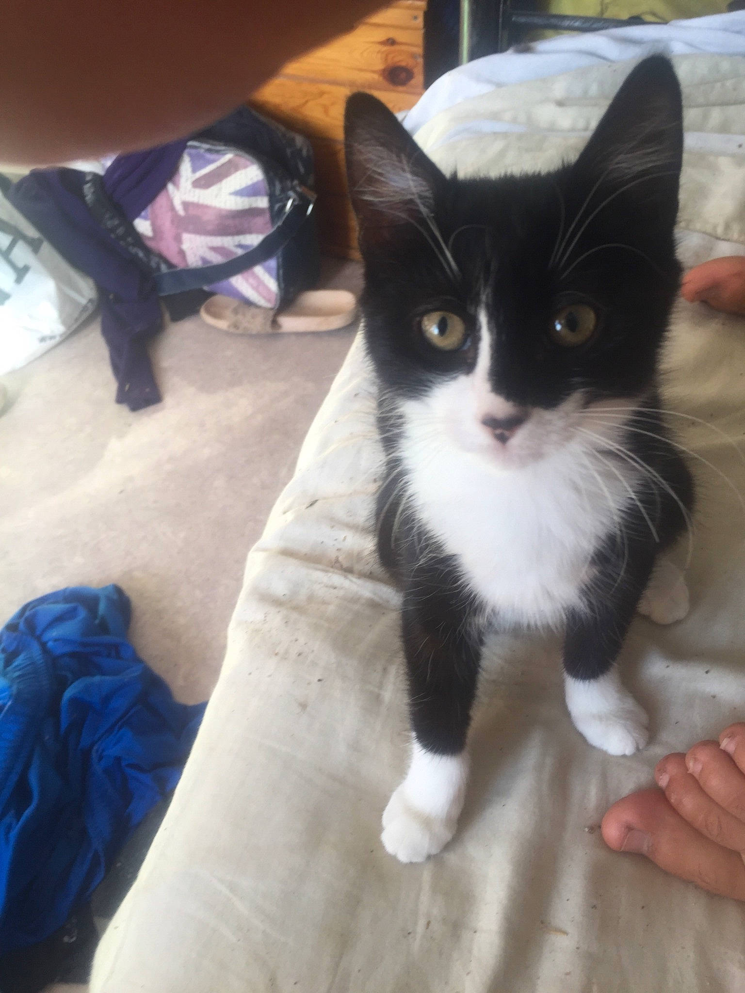 Aya a rejoint le concours — aidez-le/la à gagner de superbes lots ! box, carnivore, cat, claw, comfort, domestic_short_haired_cat, eye, felidae, flooring, foot, formal_wear, fur, hair, head, lap, paw, small_to_medium_sized_cats, snout, tail, whiskers