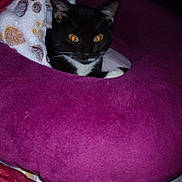 Willow joined the competition — help win amazing prizes! animal, black_and_white, blanket, cat, comfort, cozy, cushion, cute, eyes, fur, home, indoor, paw_print, pet, purple, relaxing, resting, snuggling, soft, whiskers