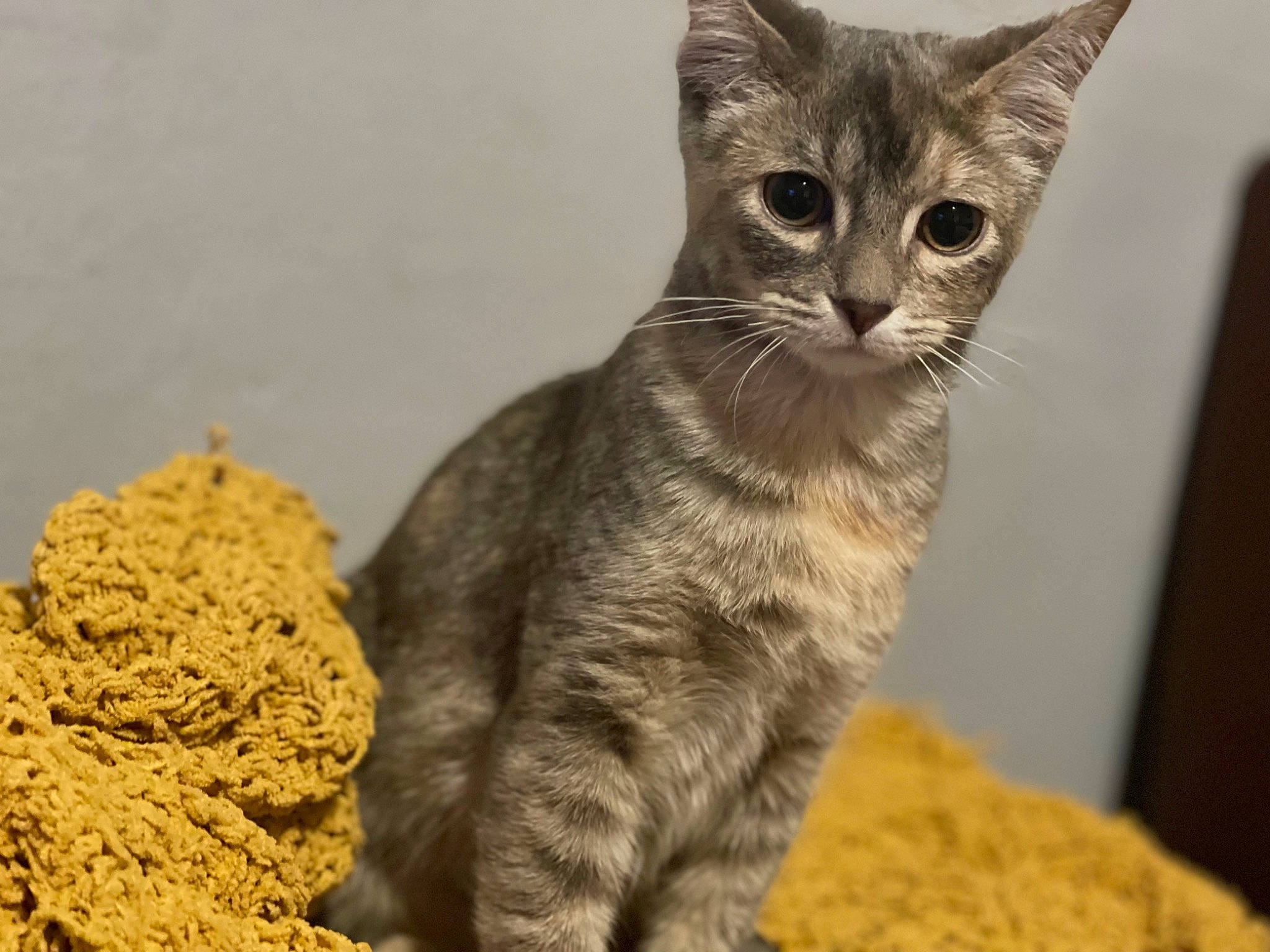 Valentina joined the competition — help win amazing prizes! art, carnivore, cat, cat_supply, cat_toy, claw, domestic_short_haired_cat, felidae, fur, paw, sitting, small_to_medium_sized_cats, snout, tail, terrestrial_animal, whiskers, wildlife