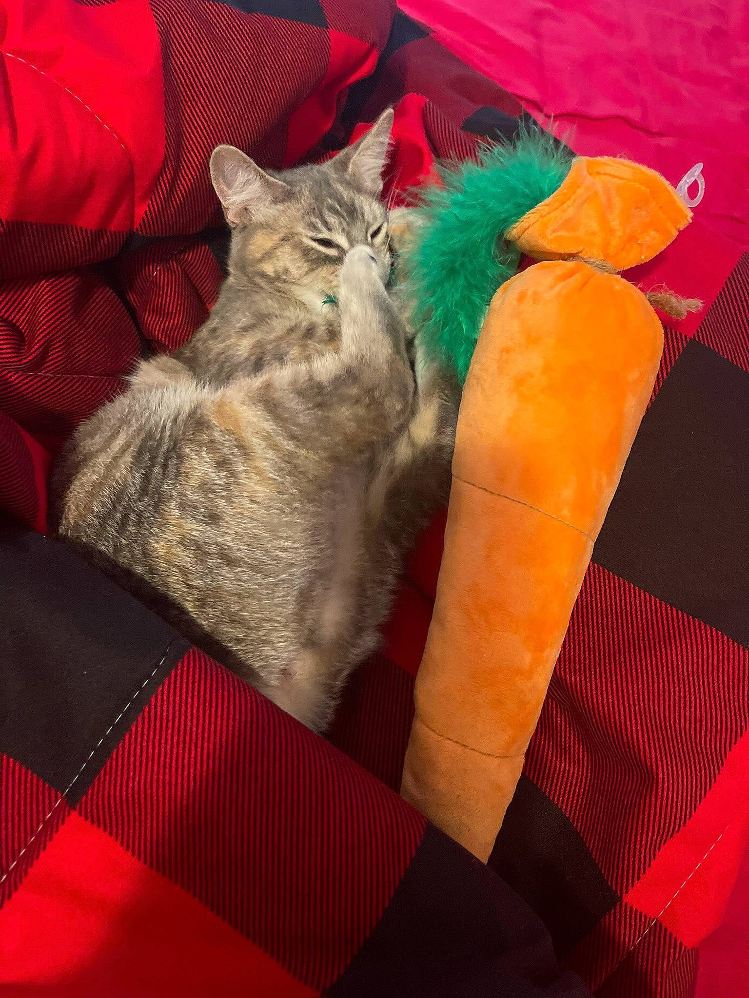 Valentina joined the competition — help win amazing prizes! carnivore, cat, comfort, couch, domestic_short_haired_cat, fawn, felidae, fur, grey, human_leg, linens, orange, pattern, paw, pillow, small_to_medium_sized_cats, tail, textile, thread, whiskers