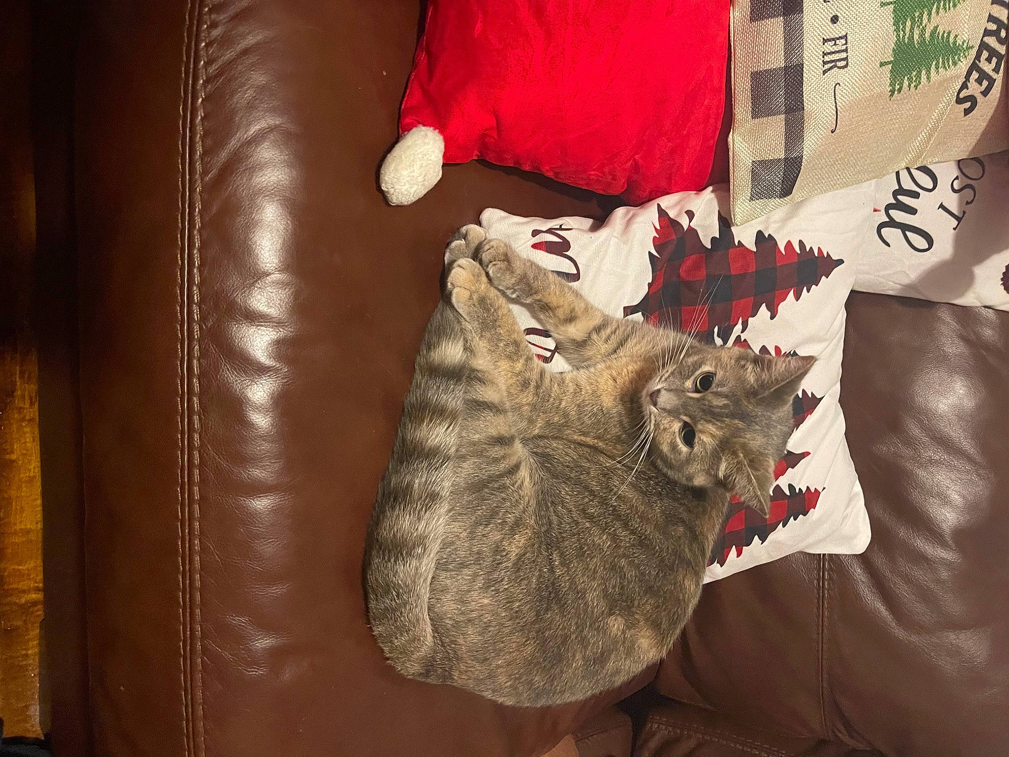 Valentina joined the competition — help win amazing prizes! bag, black_cat, brown, carmine, carnivore, cat, comfort, domestic_short_haired_cat, felidae, flooring, fur, hat, linens, room, small_to_medium_sized_cats, t_shirt, tail, textile, whiskers, wood