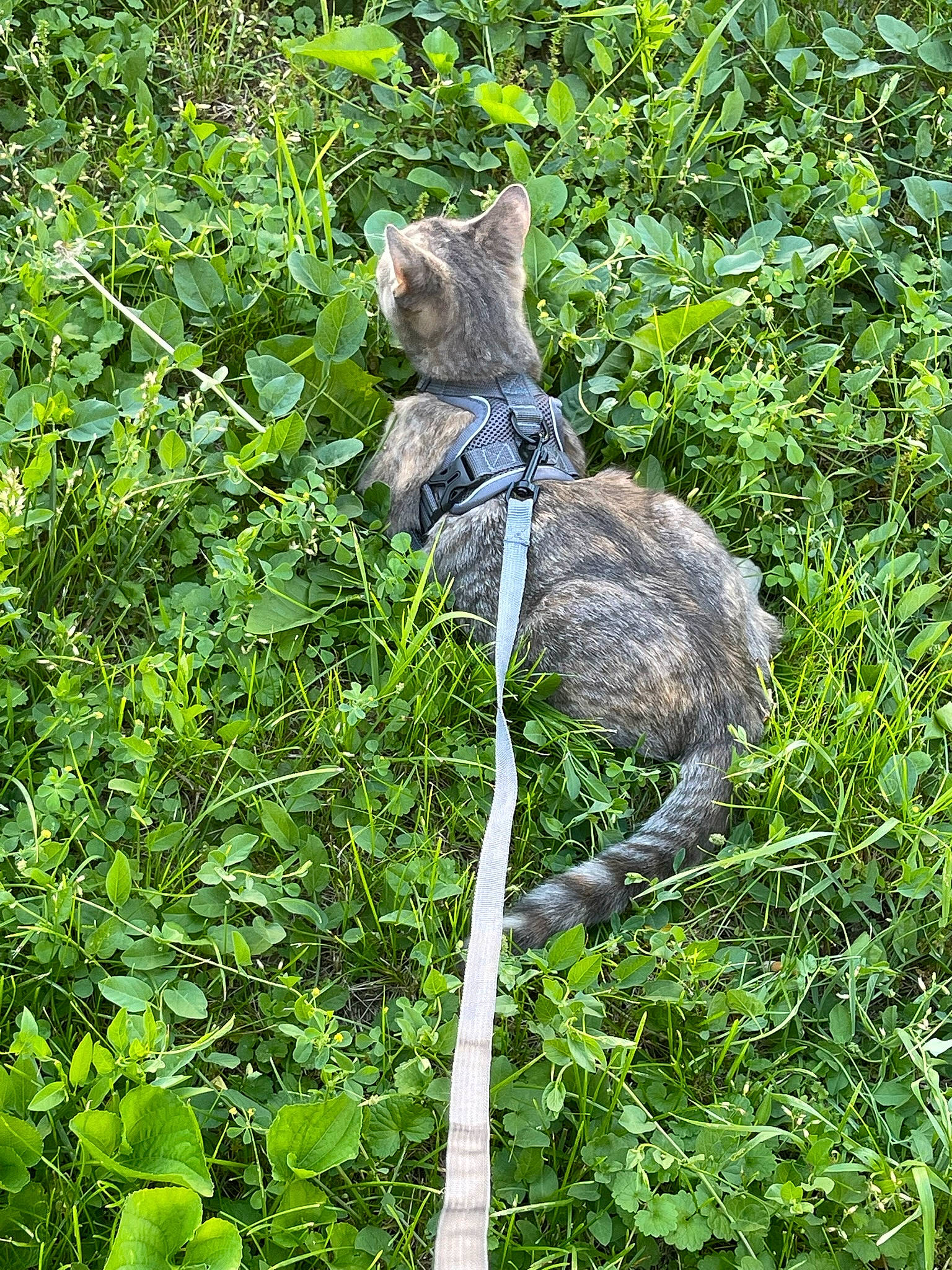 Valentina is registered to the contest to win money with this photo: art, carnivore, cat, domestic_short_haired_cat, felidae, grass, grass_family, groundcover, nature_reserve, plant, plant_community, sculpture, shrub, small_to_medium_sized_cats, sporting_group, tail, terrestrial_animal, terrestrial_plant, whiskers, working_animal