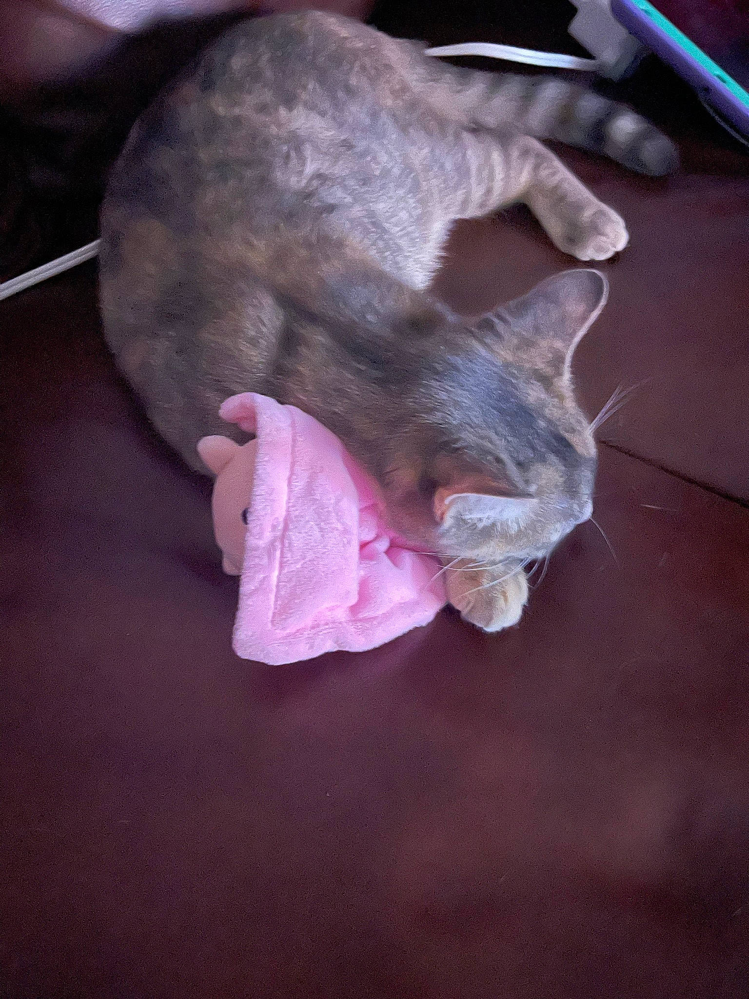 Valentina joined the competition — help win amazing prizes! bat, canidae, carnivore, cat, claw, dog_breed, domestic_short_haired_cat, ear, fawn, felidae, foot, fur, human_body, linens, paw, small_to_medium_sized_cats, snout, sporting_group, tail, whiskers