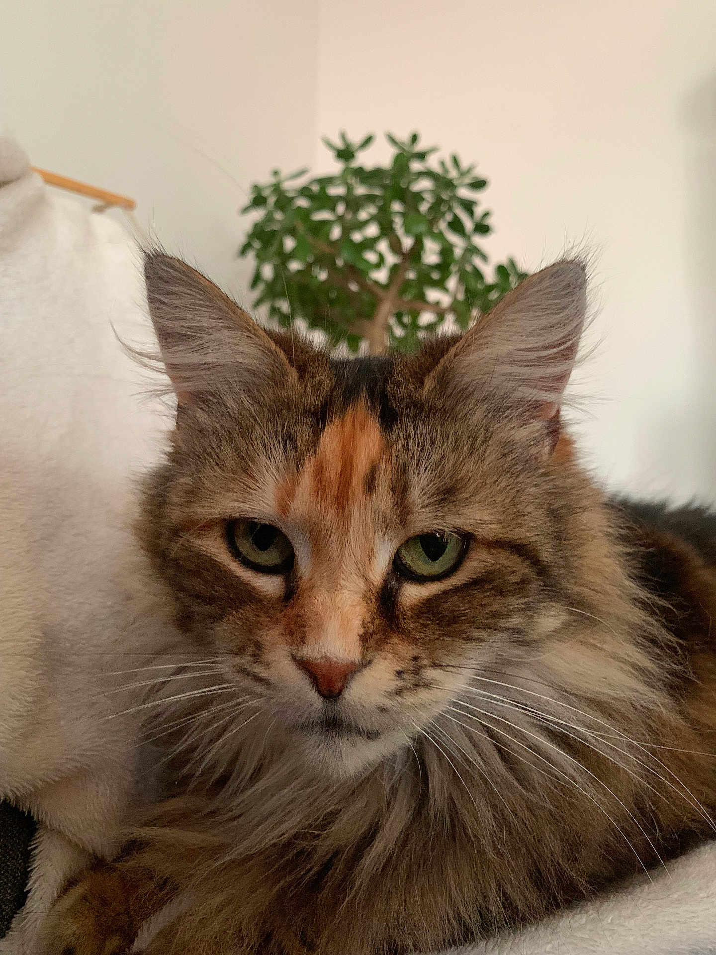 Hiba a rejoint le concours — aidez-le/la à gagner de superbes lots ! cat, fluffy, closeup, green_eyes, indoor, houseplant, pet, feline, fur, whiskers, portrait, animal, cute, tabby, domestic_cat, relaxed, looking, face, ears, soft_light