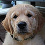 puppy, dog, golden_retriever, pet, animal, fur, collar, close_up, cute, young, portrait, outdoor, bench, resting, fluffy, canine, friendly, domestic, adorable, face