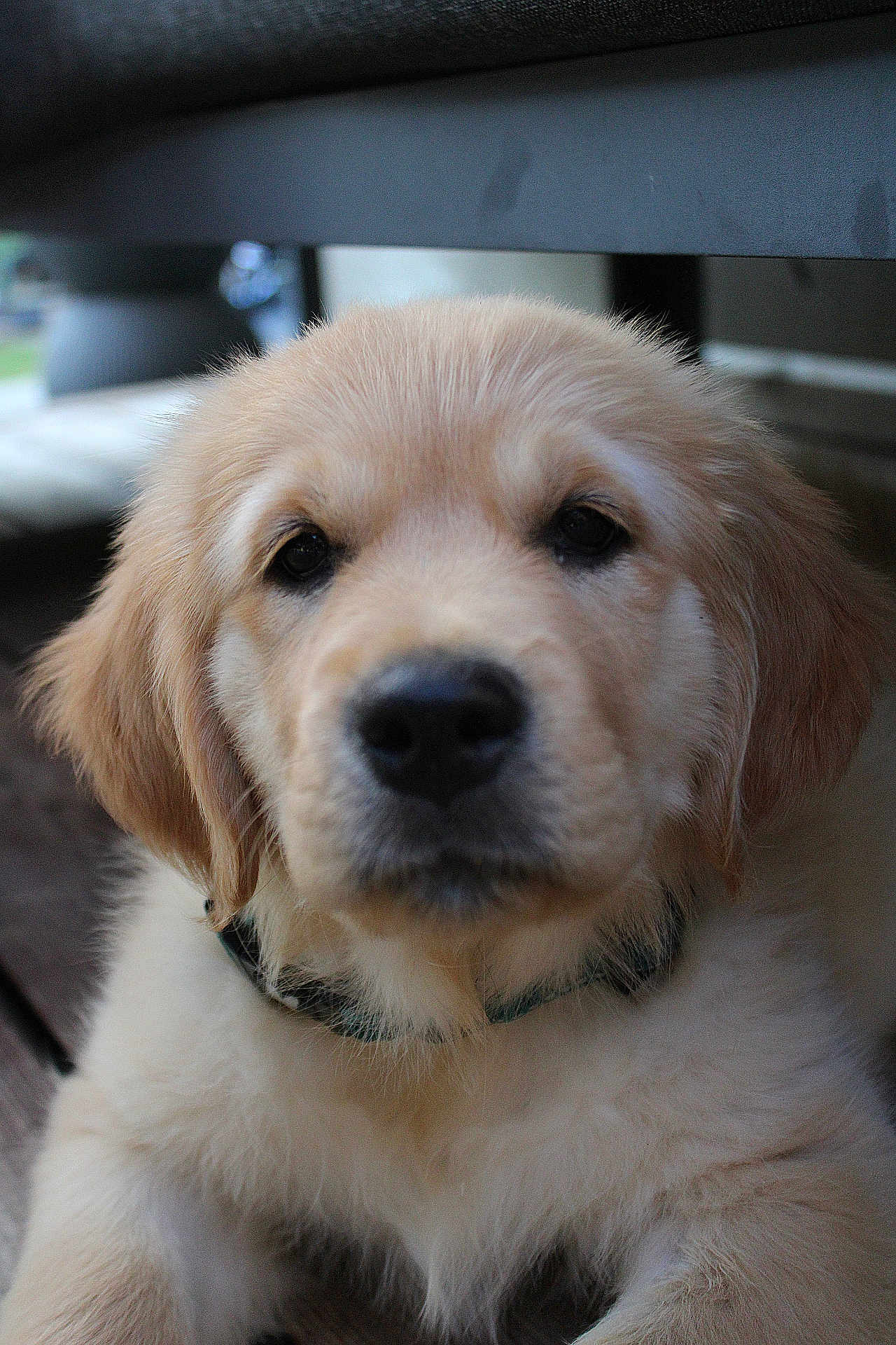 Aubade participe au concours pour gagner de l'argent avec cette photo : puppy, dog, golden_retriever, pet, animal, fur, collar, close_up, cute, young, portrait, outdoor, bench, resting, fluffy, canine, friendly, domestic, adorable, face