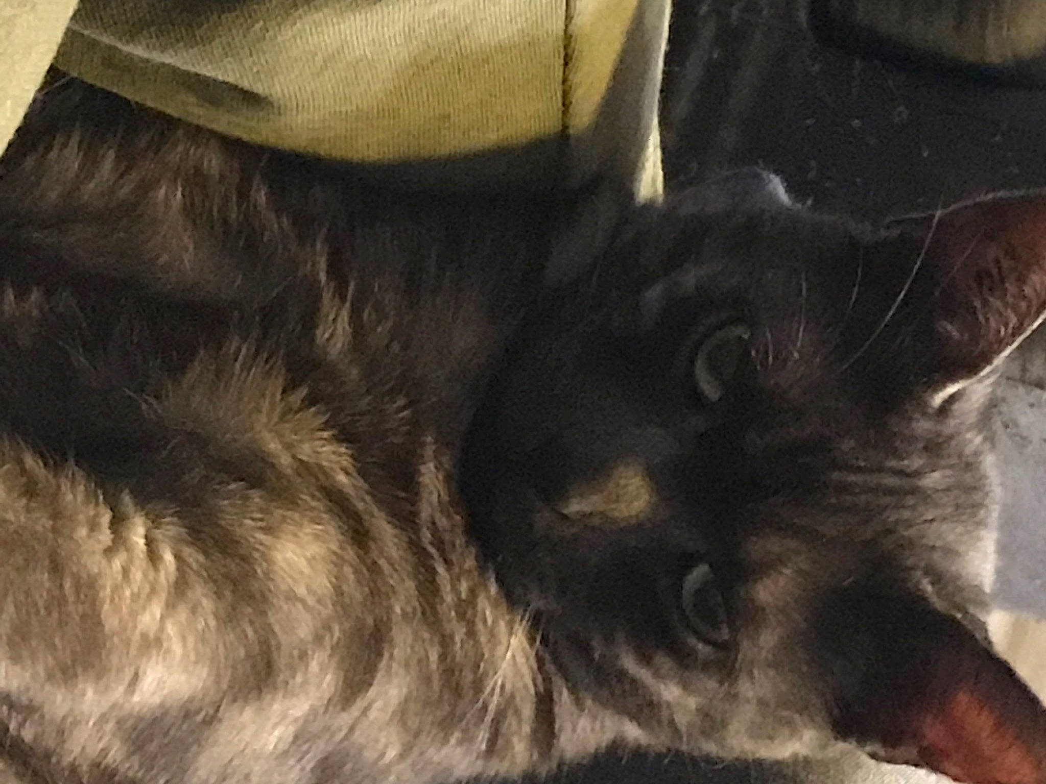 Ralph a rejoint le concours — aidez-le/la à gagner de superbes lots ! black_cat, carnivore, cat, claw, comfort, dog_breed, domestic_short_haired_cat, ear, felidae, fur, grey, nap, natural_material, paw, sleep, small_to_medium_sized_cats, snout, tail, terrestrial_animal, whiskers