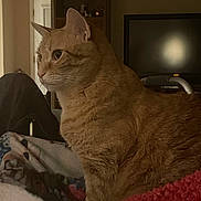 Trumpster is registered to the contest to win money with this photo: cat, ginger_cat, indoor, blanket, furniture, television, shelf, pet, animal, cozy, home, fur, whiskers, ears, side_view, looking, domestic_cat, relaxed, warm_lighting, soft_texture