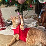 Trumpster joined the competition — help win amazing prizes! cat, christmas, christmas_ornament, christmas_tree, curious, decorations, festive, festive_clothing, holiday, holiday_lights, indoor, orange_tabby, pawing, pet, playing, red_outfit, tile_floor, tinsel, toy, tree_skirt