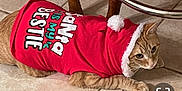 Trumpster joined the competition — help win amazing prizes! animal, cat, chair_leg, christmas, clothing, cute, domestic_cat, feline, floor, holiday, hoodie, indoor, orange_tabby, pet, pom_pom, red_hoodie, resting, text, tile_floor, wooden_chair