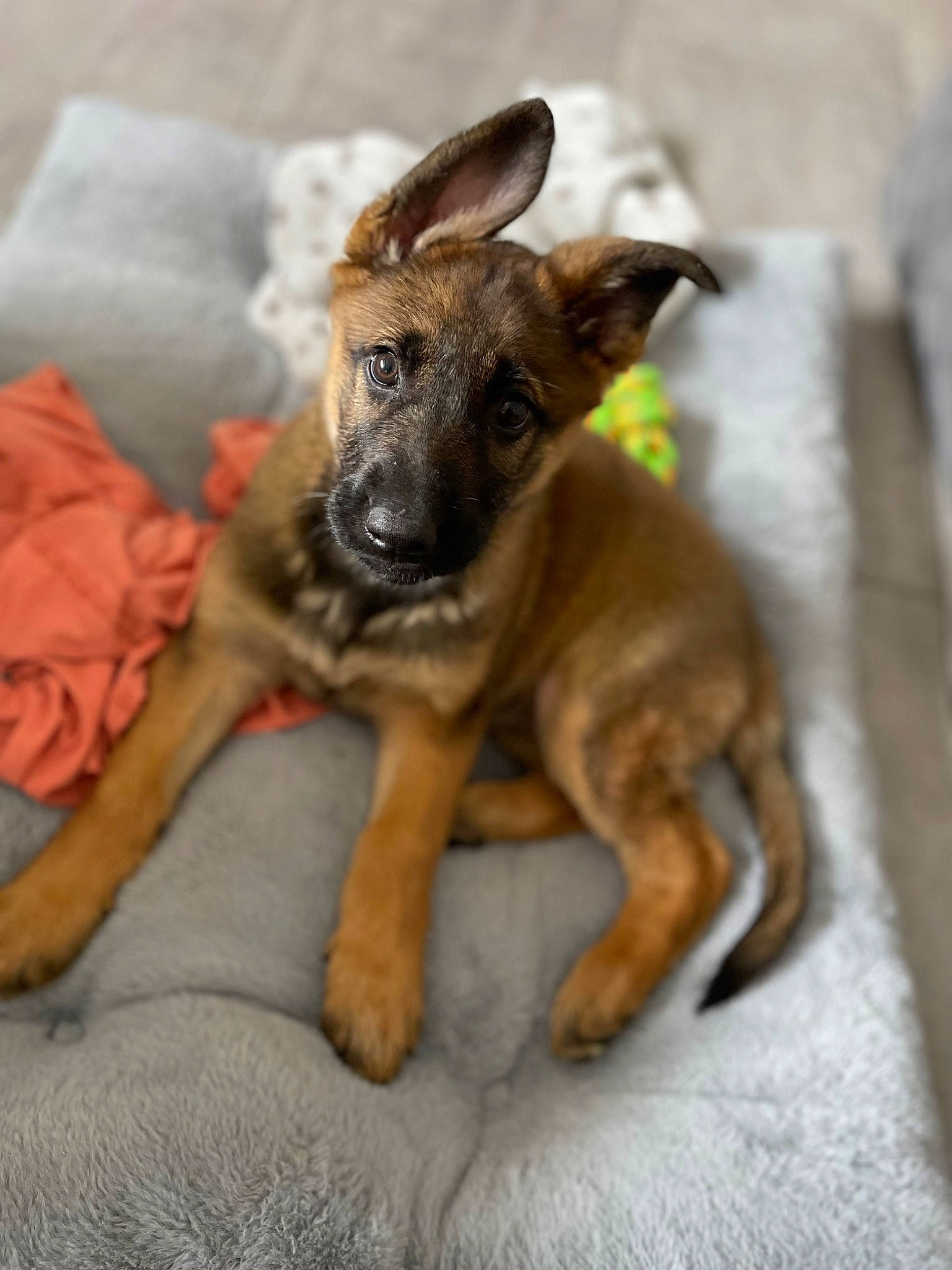 Nala participe au concours pour gagner de l'argent avec cette photo : biting, carnivore, companion_dog, dog, dog_breed, ear, fawn, fur, guard_dog, paw, snout, street_dog, terrestrial_animal, toy_dog, whiskers, working_animal, working_dog