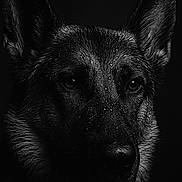 Nala a rejoint le concours — aidez-le/la à gagner de superbes lots ! dog, german_shepherd, portrait, black_and_white, close_up, wet_fur, water_droplets, animal, pet, canine, dark_background, moody, intense_gaze, studio_lighting, texture, ears, face, fur, expression, majestic