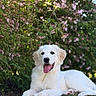 dog, puppy, white_dog, grass, flowering_bush, pink_flowers, outdoor, nature, pet, canine, happy, tongue_out, lying_down, sunlight, greenery, summer, cute, young_dog, animal, flora