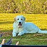 dog, white_dog, lying_down, outdoor, grass, toy, bone, sunlight, greenery, happy, pet, nature, animal, canine, fur, tongue_out, playful, summer, relaxed, garden