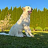 dog, white_dog, grass, outdoor, sunlight, greenery, hedge, blue_sky, nature, pet, happy, canine, animal, summer, daytime, sitting, tongue_out, fluffy, garden, sunny