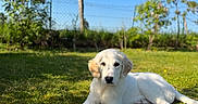 Bella a rejoint le concours — aidez-le/la à gagner de superbes lots ! puppy, dog, grass, outdoor, sunlight, blue_sky, fence, greenery, pet, canine, animal, nature, young_dog, resting, summer, leafy, garden, cute, fluffy, peaceful