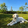 puppy, dog, grass, outdoor, sunlight, blue_sky, fence, greenery, pet, canine, animal, nature, young_dog, resting, summer, leafy, garden, cute, fluffy, peaceful