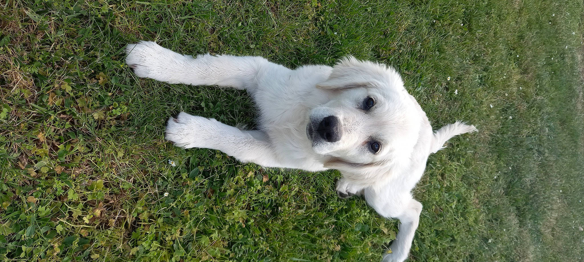 Tweety participe au concours pour gagner de l'argent avec cette photo : canidae, carnivore, companion_dog, dog, dog_breed, fawn, fur, grass, livestock_guardian_dog, non_sporting_group, paw, plant, polish_tatra_sheepdog, sporting_group, tail, terrestrial_animal, working_animal