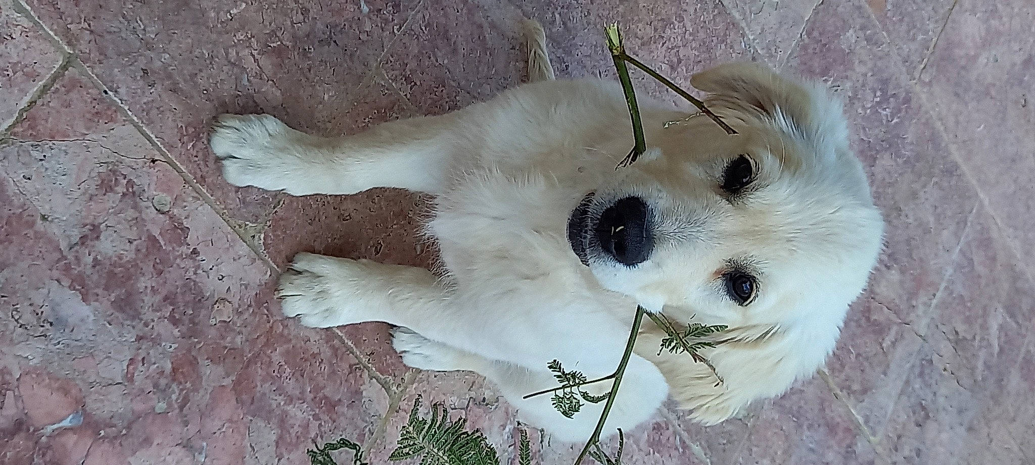 Tweety a rejoint le concours — aidez-le/la à gagner de superbes lots ! canidae, carnivore, companion_dog, dog, dog_breed, fawn, fur, non_sporting_group, paw, polish_tatra_sheepdog, snout, sporting_group, tail, terrestrial_animal, whiskers, working_animal