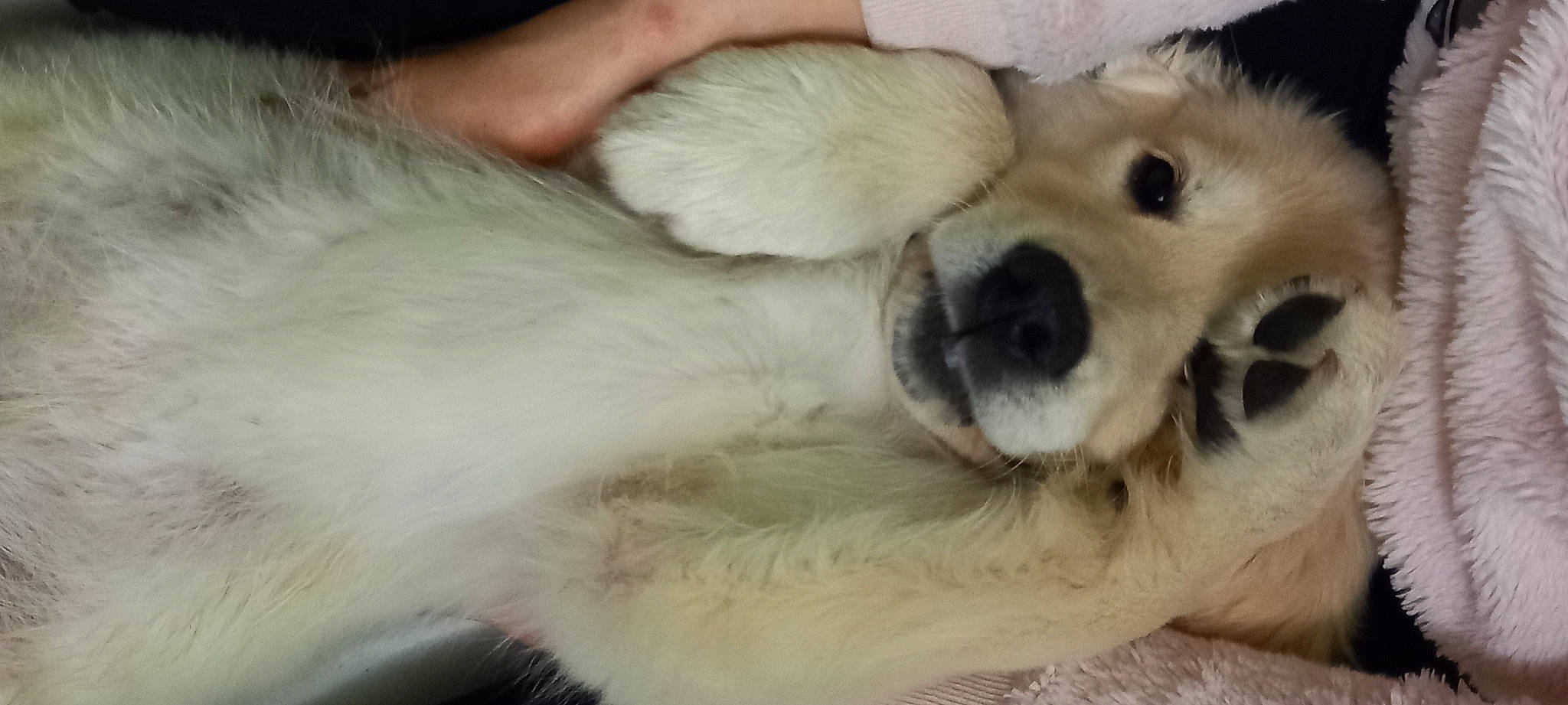 Tweety participe au concours pour gagner de l'argent avec cette photo : canidae, carnivore, companion_dog, dog, dog_breed, ear, fawn, fur, head, non_sporting_group, paw, puppy, puppy_love, snout, sporting_group, tail, terrestrial_animal, whiskers, working_animal