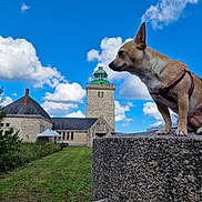 Milla participe au concours pour gagner de l'argent avec cette photo : animal, blue_sky, building, canine, clouds, cute, daylight, dog, grass, harness, lighthouse, mammal, nature, outdoor, pet, portrait, side_view, sky, small_dog, stone