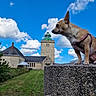animal, blue_sky, building, canine, clouds, cute, daylight, dog, grass, harness, lighthouse, mammal, nature, outdoor, pet, portrait, side_view, sky, small_dog, stone
