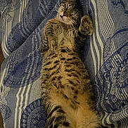 Sesame joined the competition — help win amazing prizes! animal, blanket, cat, comfort, cozy, cute, domestic_animal, feline, fur, indoor, pattern, paws, pet, relaxed, resting, sleeping, striped, tabby, textile, whiskers