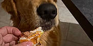 Auslo participe au concours pour gagner de l'argent avec cette photo : animal, brown_fur, canine, closeup, curious, dog, domestic_animal, food, golden_retriever, hand, indoor, kitchen, mammal, pet, sandwich, snout, table, tile_floor, waiting, whiskers