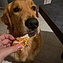 animal, brown_fur, canine, closeup, curious, dog, domestic_animal, food, golden_retriever, hand, indoor, kitchen, mammal, pet, sandwich, snout, table, tile_floor, waiting, whiskers