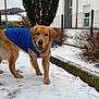 Auslo participe au concours pour gagner de l'argent avec cette photo : animal, blue_jacket, building, bushes, canine, cold_weather, curious, daylight, dog, fur, golden_retriever, leash, mammal, outdoor, pet, sidewalk, snow, tree, walking, winter