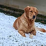 animal, bread, calm, canine, dog, fur, golden_retriever, grass, greenery, laying, mammal, nature, outdoor, paw, pet, quiet, snow, treat, wall, winter