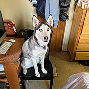 Luna is registered to the contest to win money with this photo: dog, husky, blue_eyes, chair, indoor, computer, desk, clothing, dresser, floor, collar, pet, furniture, wood, bag, leash, household, sitting, looking, domestic