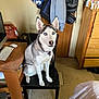 dog, husky, blue_eyes, chair, indoor, computer, desk, clothing, dresser, floor, collar, pet, furniture, wood, bag, leash, household, sitting, looking, domestic
