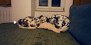 Iepsie Meïka participe au concours pour gagner de l'argent avec cette photo : animal, companion, couch, cozy, curled_up, dalmatian, dog, domestic, fur, home, indoor, pet, pillow, quiet, relaxed, resting, sleeping, spotted, two_dogs, window