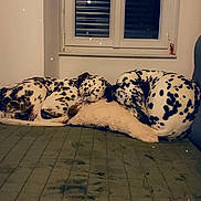 Iepsie Meïka participe au concours pour gagner de l'argent avec cette photo : animal, companion, couch, cozy, curled_up, dalmatian, dog, domestic, fur, home, indoor, pet, pillow, quiet, relaxed, resting, sleeping, spotted, two_dogs, window