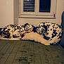 animal, companion, couch, cozy, curled_up, dalmatian, dog, domestic, fur, home, indoor, pet, pillow, quiet, relaxed, resting, sleeping, spotted, two_dogs, window