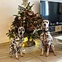 Iepsie Meïka participe au concours pour gagner de l'argent avec cette photo : black_and_white, brown_and_white, christmas_tree, collar, dalmatian, decor, dog, furniture, holiday_decorations, indoor, lights, living_room, ornaments, pets, photograph, sitting, tile_floor, tv, two_dogs, wall