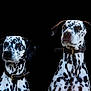 alert, animal, black_background, canine, closeup, collar, dalmatian, dog, ears, expression, fur, looking_away, muzzle, pet, portrait, posing, spotted_coat, studio_lighting, two_dogs, whiskers