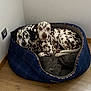 Iepsie Meïka a rejoint le concours — aidez-le/la à gagner de superbes lots ! animal, bed, blanket, canine, corner, cozy, dalmatian, dog, domestic, ears, floor, fur, indoor, looking, pet, resting, snuggling, spot_pattern, two_animals, wood_floor
