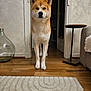 dog, heterochromia, indoor, wooden_floor, doorway, furniture, table, rug, glass_vase, pet, canine, alert, standing, brown_fur, white_fur, ears_up, house, living_room, flooring, domestic_animal