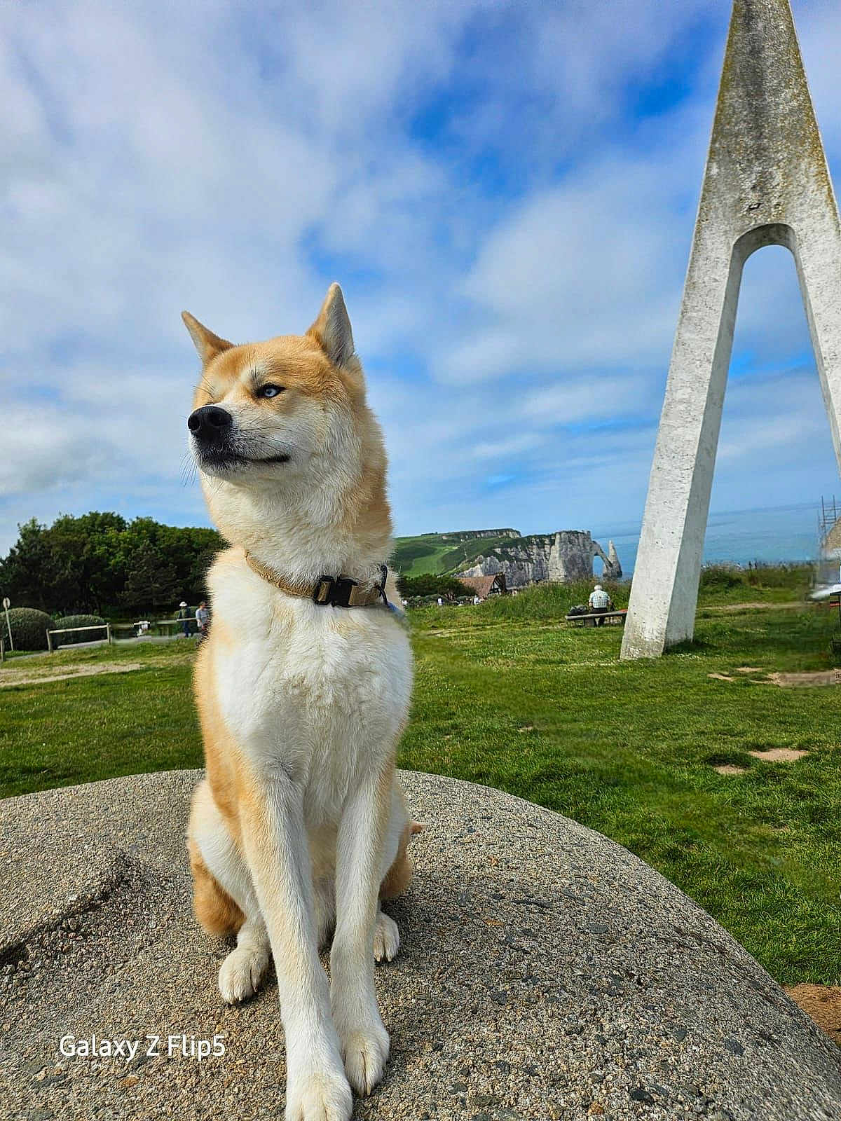 Charlie participe au concours pour gagner de l'argent avec cette photo : dog, animal, outdoor, grass, sky, clouds, stone, collar, sitting, nature, landscape, cliff, structure, blue_sky, greenery, pet, canine, fence, bench, scenic