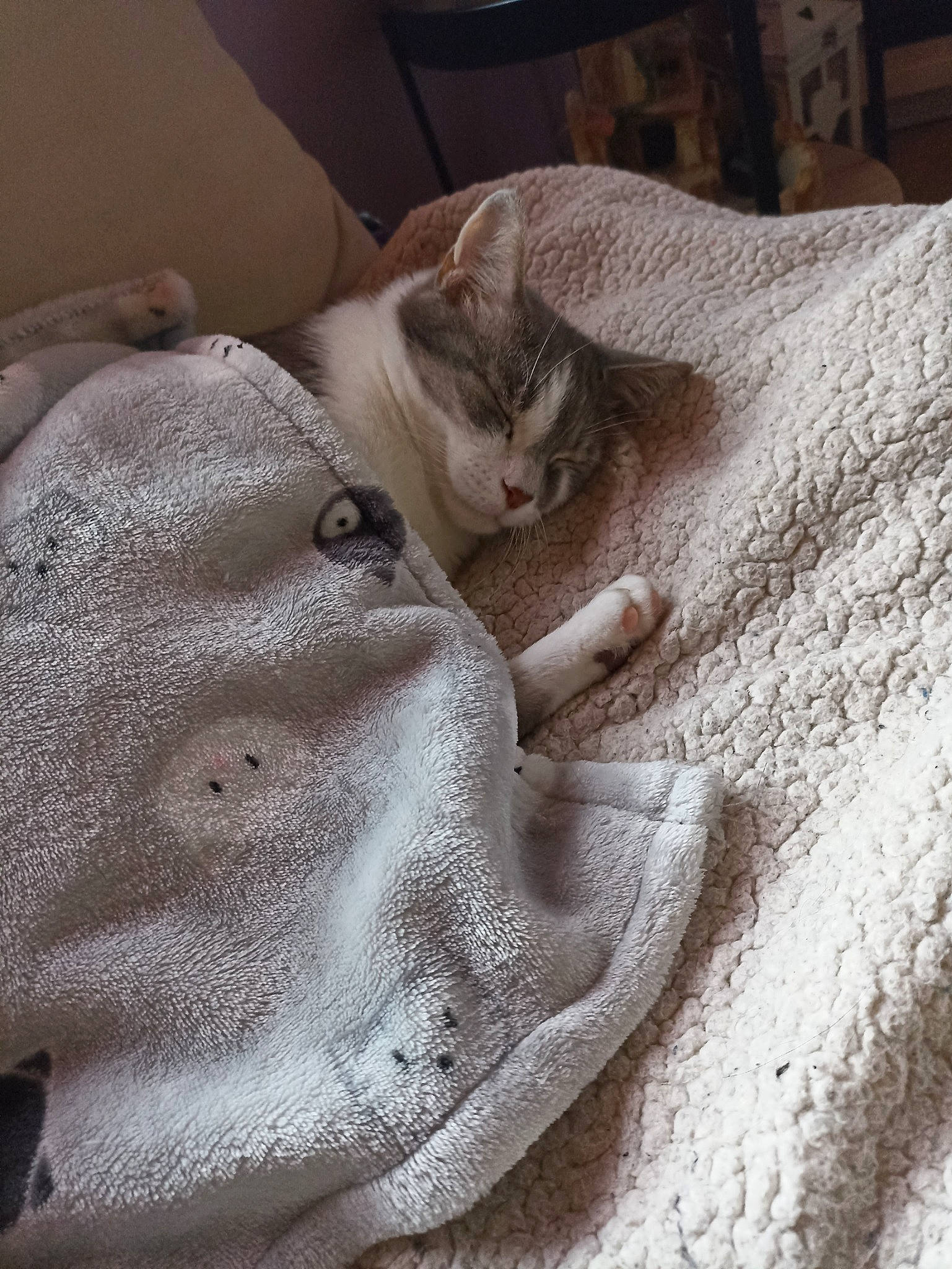 Kenza participe au concours pour gagner de l'argent avec cette photo : bed_sheet, bedding, bedroom, blanket, carnivore, cat, comfort, domestic_short_haired_cat, fawn, felidae, fur, grey, linens, nap, pattern, sleep, sleeve, small_to_medium_sized_cats, whiskers, wood