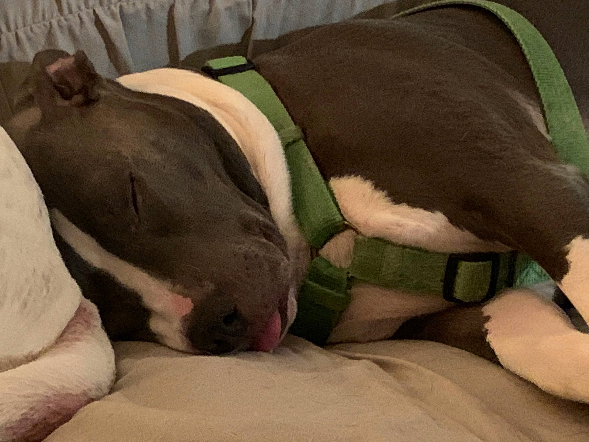 Lucy is registered to the contest to win money with this photo: bedtime, carnivore, comfort, companion_dog, couch, dog, dog_breed, dog_supply, fawn, fur, guard_dog, linens, nap, pet_supply, sleep, sporting_group, tail, terrestrial_animal, whiskers, working_animal