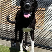 Kylo joined the competition — help win amazing prizes! dog, black_dog, white_paws, chain_link_fence, grass, sunlight, shadow, brick_wall, outdoor, pet, happy_dog, tongue_out, canine, animal, playful, standing, daylight, fence, front_view, muzzle