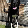dog, black_dog, white_paws, chain_link_fence, grass, sunlight, shadow, brick_wall, outdoor, pet, happy_dog, tongue_out, canine, animal, playful, standing, daylight, fence, front_view, muzzle