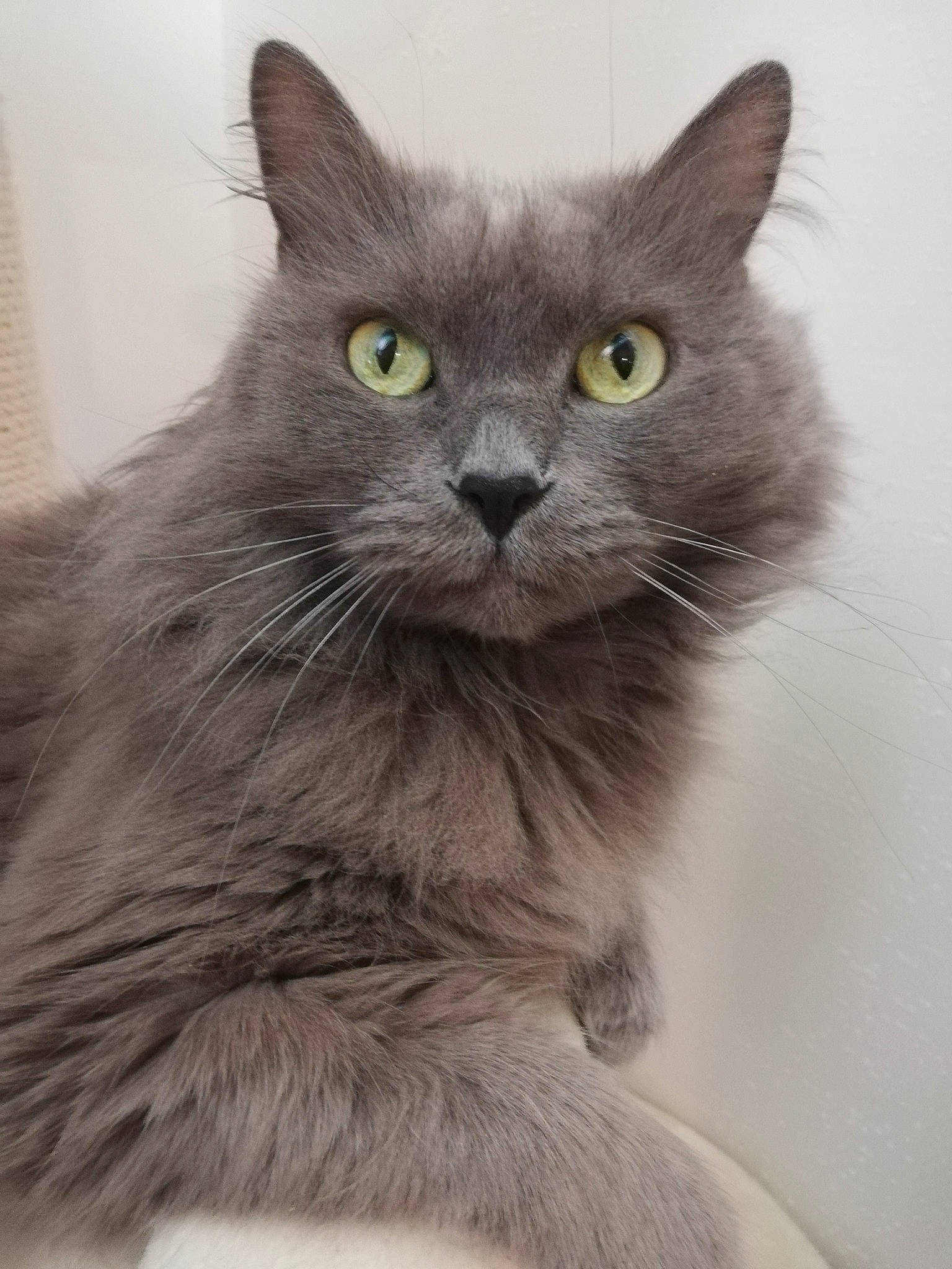 Inox participe au concours pour gagner de l'argent avec cette photo : british_longhair, carnivore, cat, close_up, domestic_short_haired_cat, eye, felidae, fur, grey, hair, head, iris, small_to_medium_sized_cats, snout, terrestrial_animal, whiskers, window