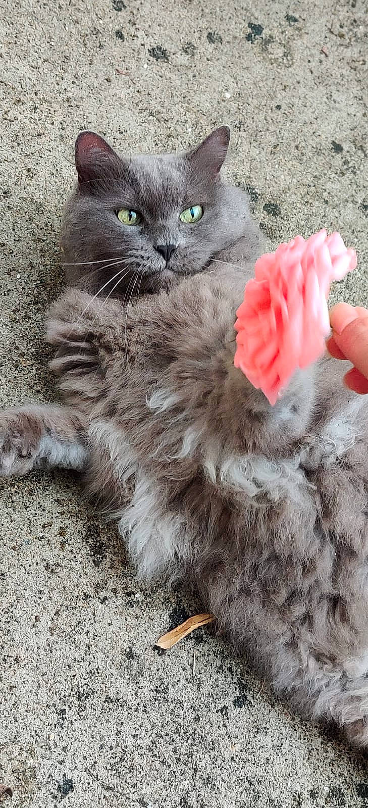 Inox participe au concours pour gagner de l'argent avec cette photo : art, british_longhair, carnivore, cat, cat_toy, claw, domestic_short_haired_cat, fawn, felidae, fur, grey, paw, russian_blue, sitting, small_to_medium_sized_cats, snout, tail, terrestrial_animal, toy, whiskers