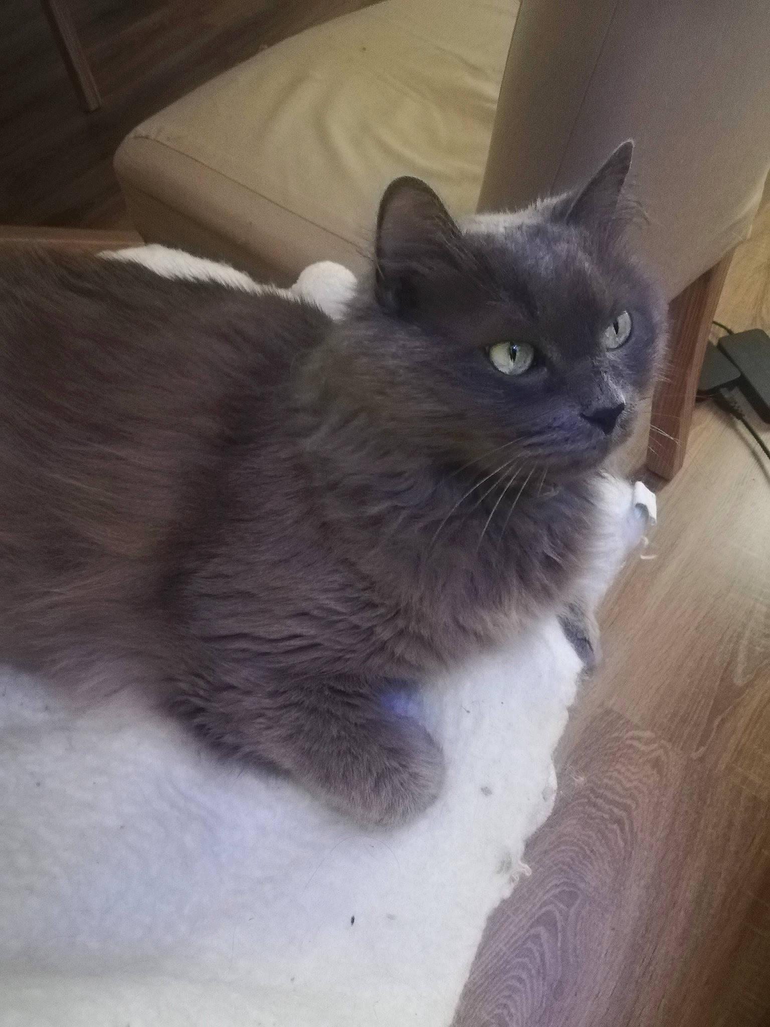 Inox a rejoint le concours — aidez-le/la à gagner de superbes lots ! black_cat, box, carnivore, cat, claw, comfort, domestic_short_haired_cat, door, felidae, flooring, fur, grey, hardwood, paw, small_to_medium_sized_cats, snout, tail, whiskers, window, wood